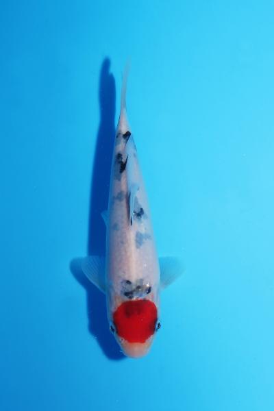 丹頂三色　17㎝