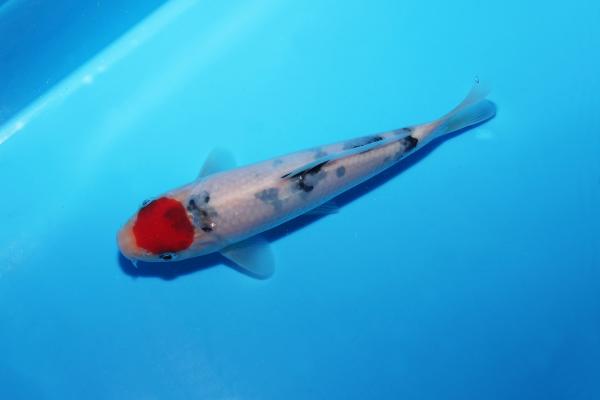 丹頂三色　17㎝