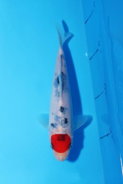 丹頂三色　16㎝