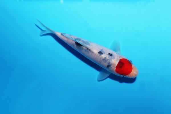 丹頂三色　16㎝