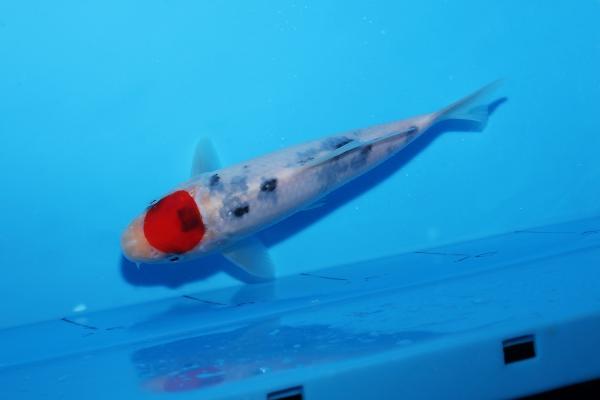 丹頂三色　16㎝