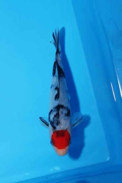 丹頂三色　17㎝