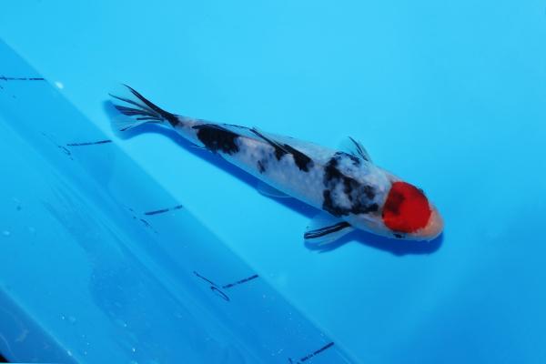 丹頂三色　17㎝