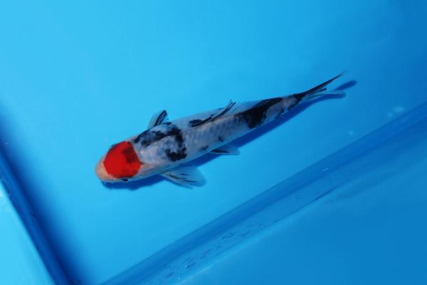 丹頂三色　17㎝