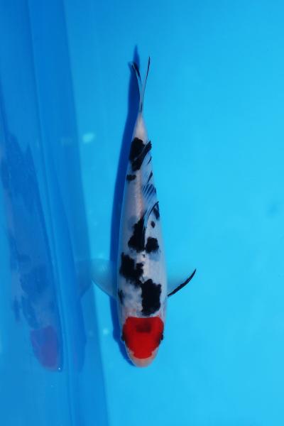 丹頂三色　16㎝