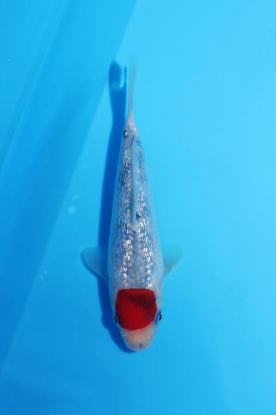 銀鱗丹頂三色　15㎝