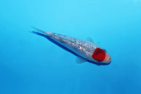 銀鱗丹頂三色　15㎝