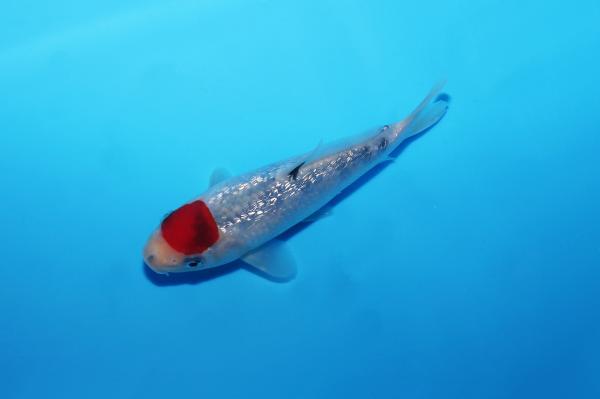 銀鱗丹頂三色　15㎝