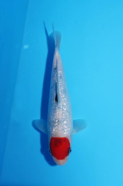 銀鱗丹頂三色　17㎝