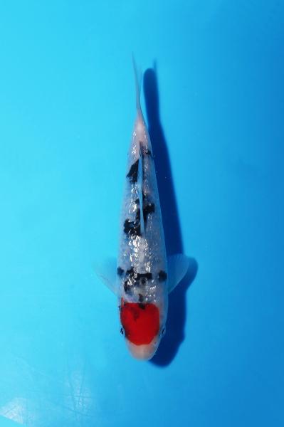 銀鱗丹頂三色　14㎝