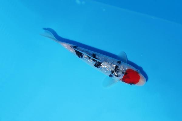 銀鱗丹頂三色　14㎝