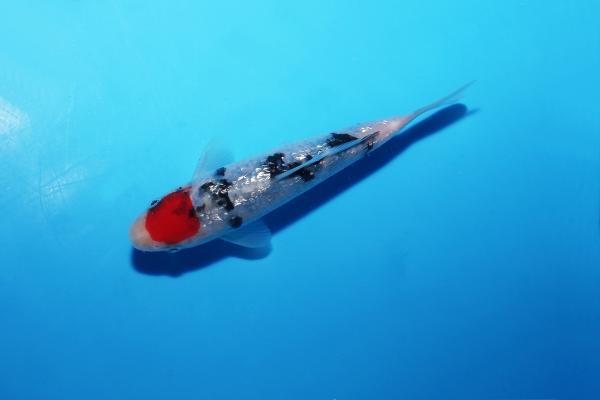 銀鱗丹頂三色　14㎝