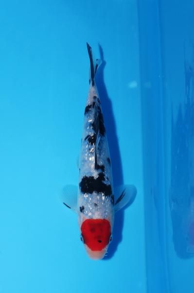 銀鱗丹頂三色　16㎝