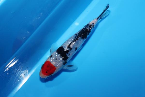 銀鱗丹頂三色　16㎝