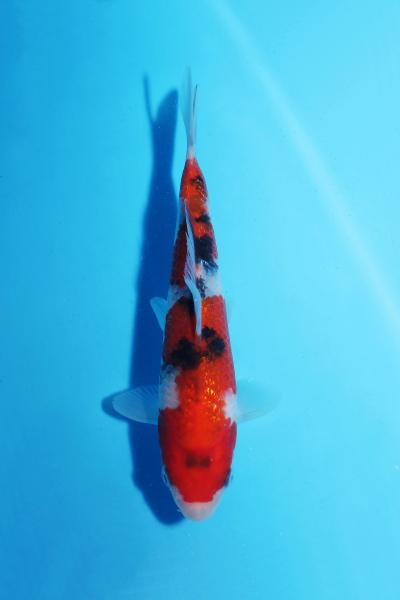 銀鱗三色　17㎝