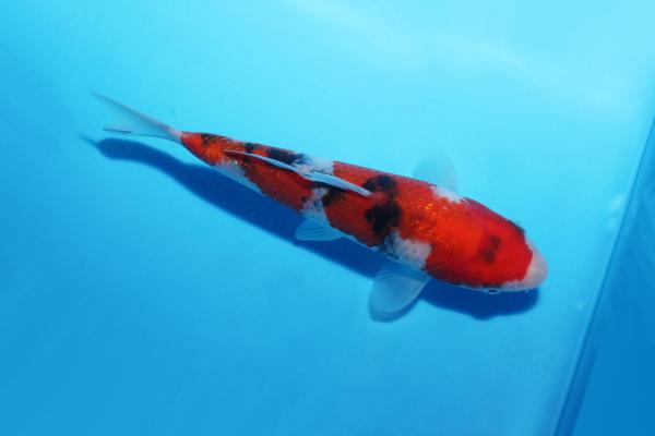 銀鱗三色　17㎝