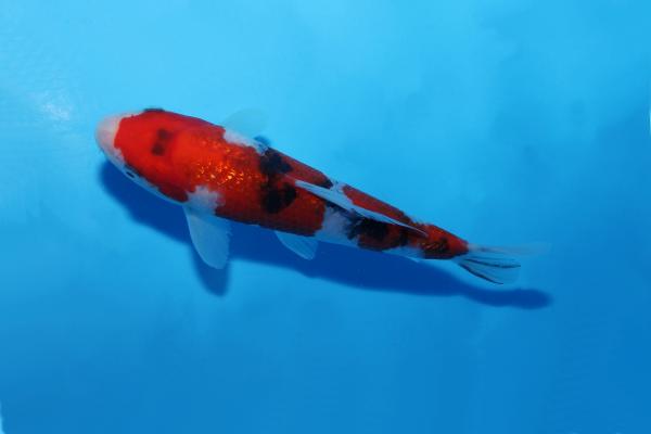 銀鱗三色　17㎝