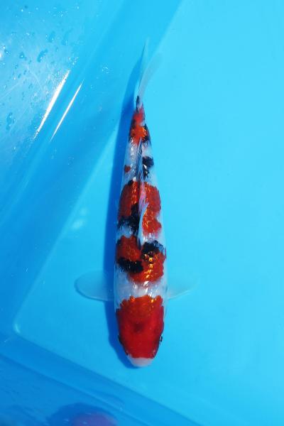 銀鱗三色　17㎝