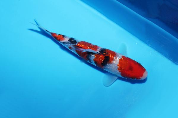 銀鱗三色　17㎝