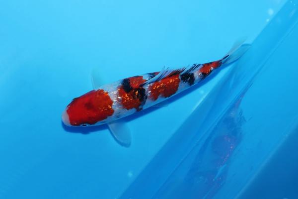 銀鱗三色　17㎝