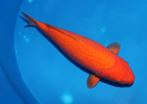 アルビノレッドカラシ♀　52㎝