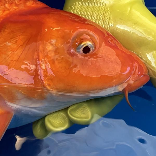 アルビノレッドカラシ♀　52㎝