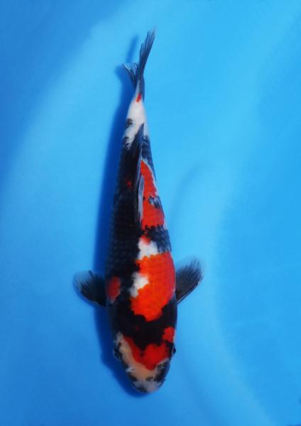 昭和　22㎝