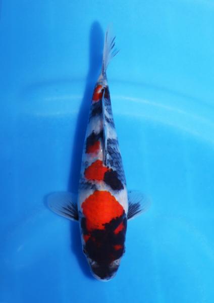 昭和　22㎝