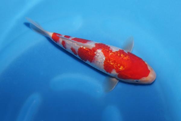 銀鱗紅白　23㎝