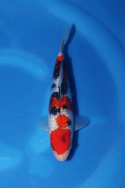 銀鱗三色　19㎝