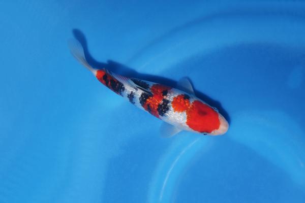 銀鱗三色　19㎝