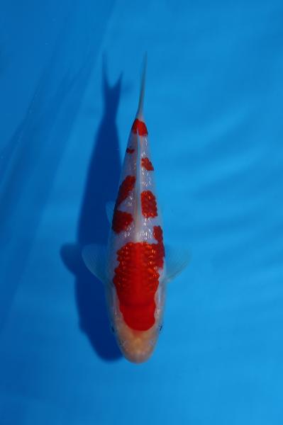 銀鱗紅白　16㎝