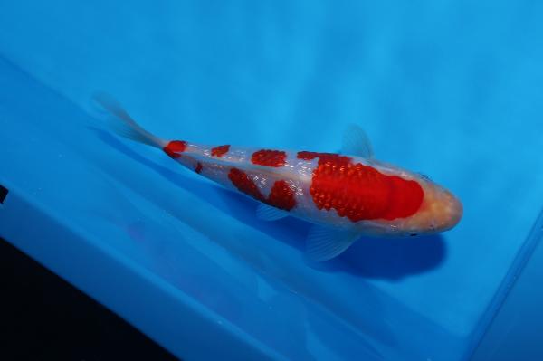 銀鱗紅白　16㎝