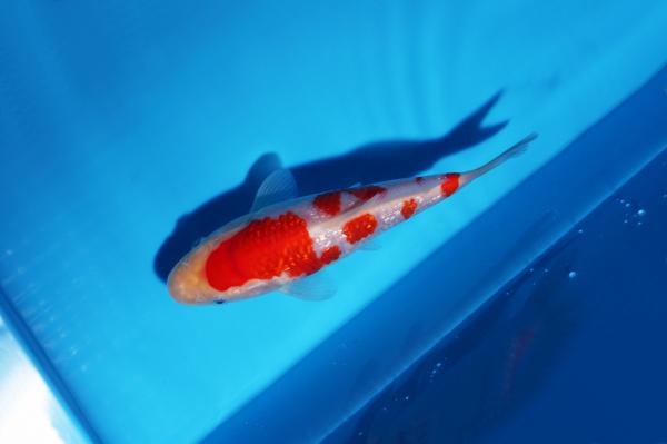 銀鱗紅白　16㎝