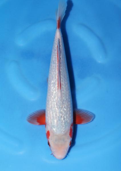 浅黄 錦鯉通販販売 仙助 浅黄 錦鯉通販販売 仙助