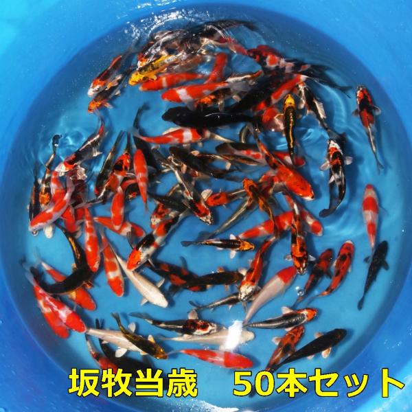 坂牧当歳 50本セット 錦鯉通販販売 仙助