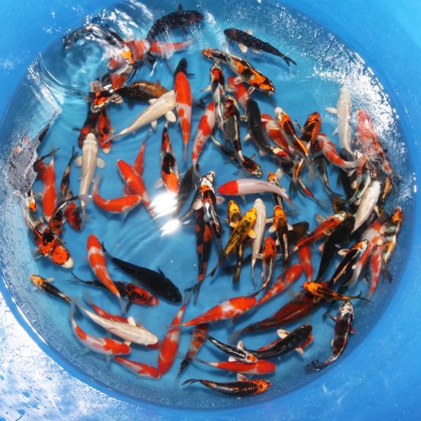坂牧当歳 50本セット 錦鯉通販販売 仙助