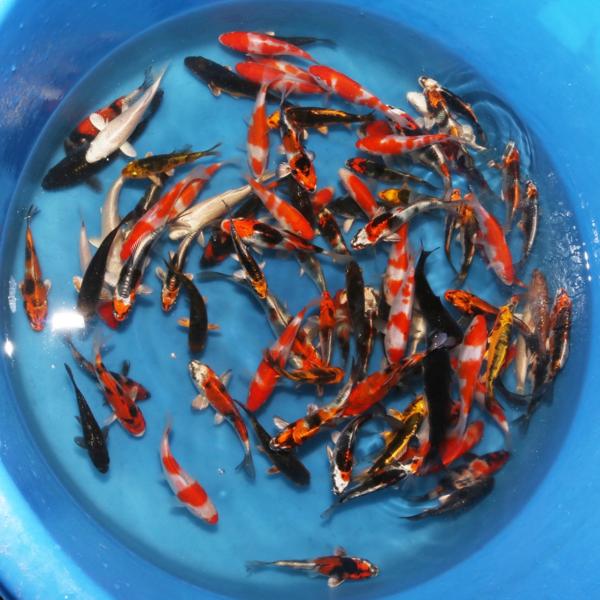 坂牧当歳 50本セット 錦鯉通販販売 仙助