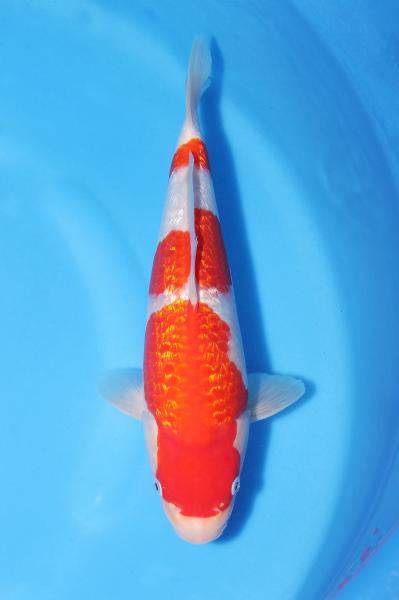 銀鱗紅白　30㎝