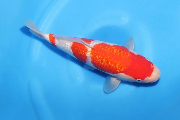 銀鱗紅白　30㎝