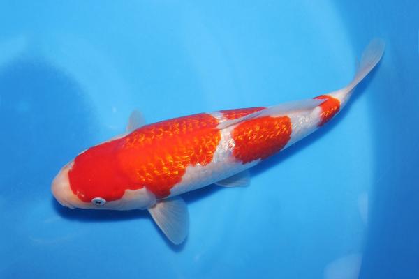 銀鱗紅白　30㎝