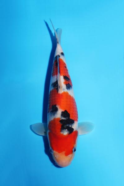 大正三色　25㎝