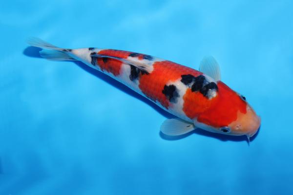 大正三色　25㎝