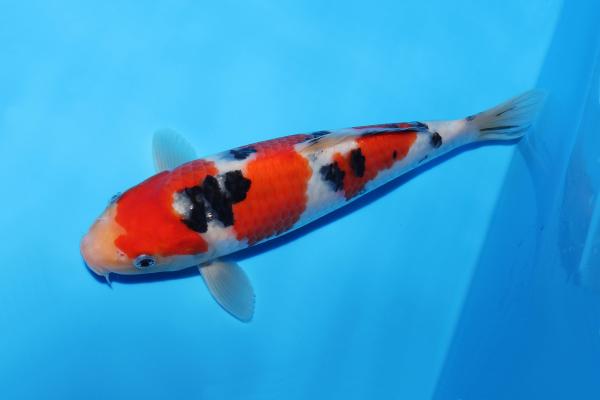 大正三色　25㎝