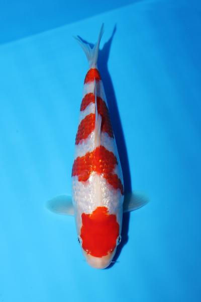 銀鱗紅白　22㎝