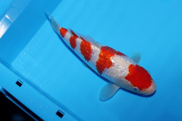 銀鱗紅白　22㎝