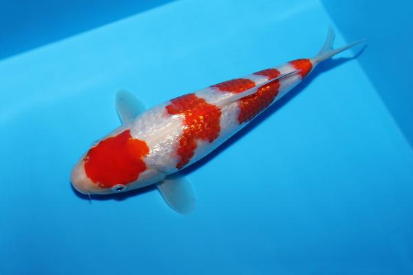 銀鱗紅白　22㎝