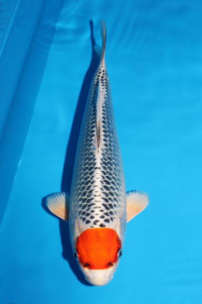 丹頂孔雀♀　35㎝