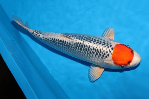 丹頂孔雀♀　35㎝