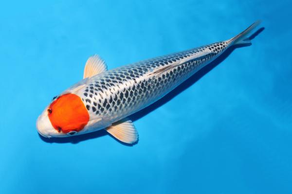 丹頂孔雀♀　35㎝